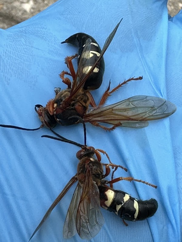 Peak Pest Management